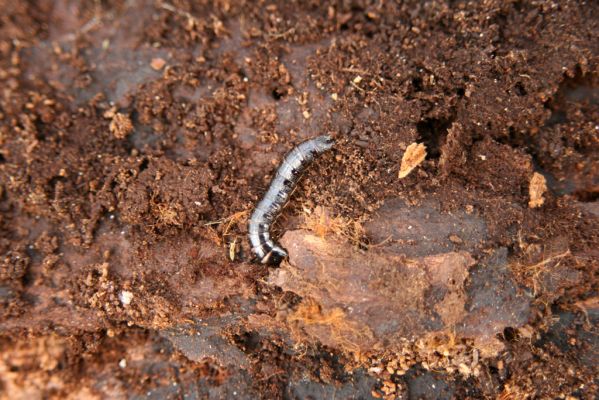 Malacky, 29.3.2017
Bažantnica - jižní část. Larva kovaříka Stenagostus rhombeus.
Klíčová slova: Malacky bažantnica Stenagostus rhombeus