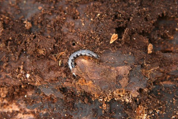 Malacky, 29.3.2017
Bažantnica - jižní část. Larva kovaříka Stenagostus rhombeus.
Mots-clés: Malacky bažantnica Stenagostus rhombeus