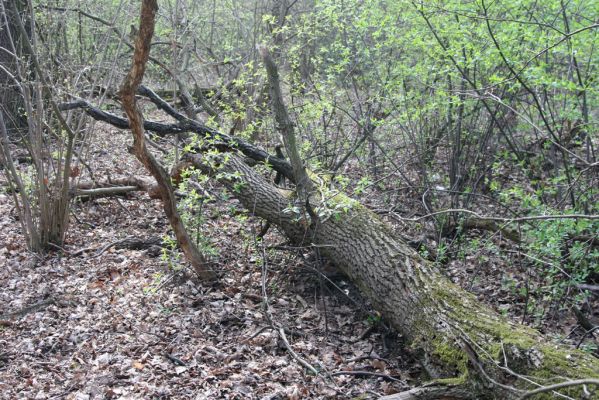 Malacky, 29.3.2017
Bažantnica - jižní část.
Mots-clés: Malacky bažantnica