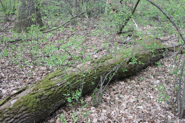 Malacky, 29.3.2017
Bažantnica - jižní část.
Klíčová slova: Malacky bažantnica Stenagostus rhombeus