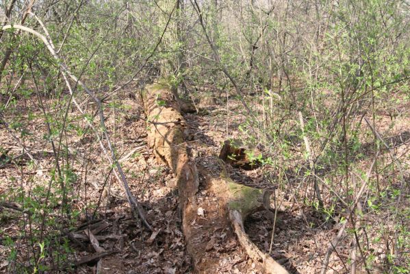 Malacky, 29.3.2017
Bažantnica - jižní část.
Klíčová slova: Malacky bažantnica Ampedus pomorum