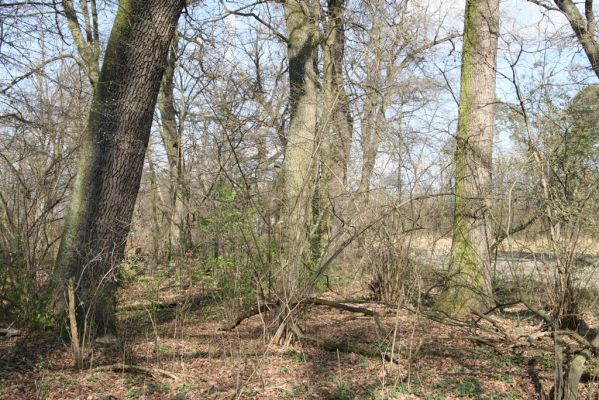 Malacky, 29.3.2017
Bažantnica - jižní část.
Schlüsselwörter: Malacky bažantnica