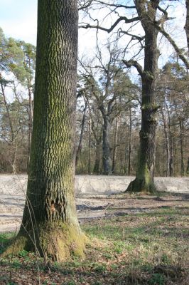 Malacky, 29.3.2017
Bažantnica - jižní část. 
Keywords: Malacky bažantnica