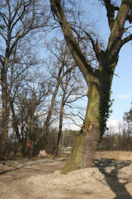 Malacky, 29.3.2017
Bažantnica - jižní část. 
Klíčová slova: Malacky bažantnica