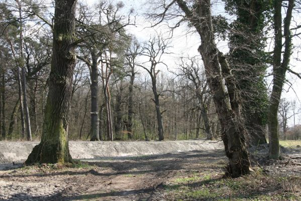 Malacky, 29.3.2017
Bažantnica - jižní část. 
Klíčová slova: Malacky bažantnica