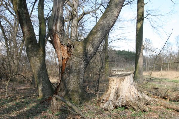 Malacky, 29.3.2017
Bažantnica - jižní část.
Klíčová slova: Malacky bažantnica