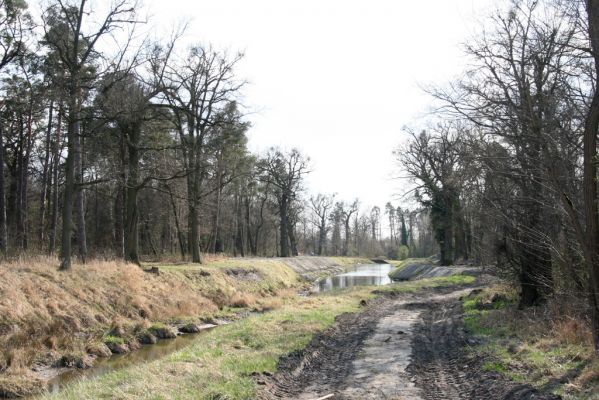 Malacky, 29.3.2017
Bažantnica - jižní část. Vodní dílo Malina.
Klíčová slova: Malacky bažantnica Malina