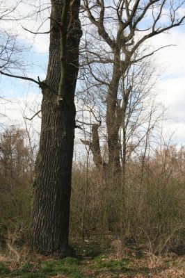 Malacky, 29.3.2017
Bažantnica - severní část.
Klíčová slova: Malacky bažantnica