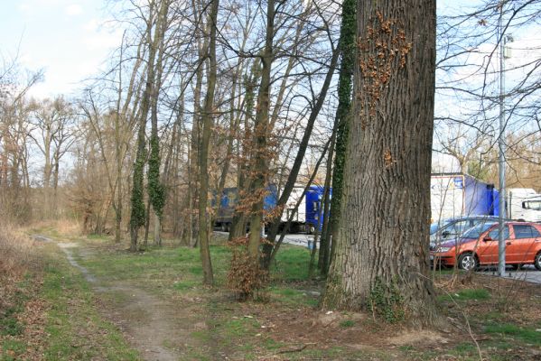 Malacky, 29.3.2017
Bažantnica - severní část.
Keywords: Malacky bažantnica