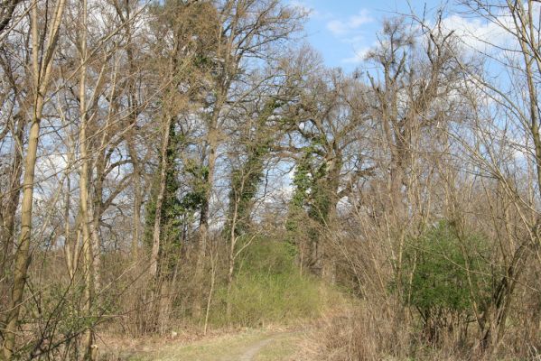 Malacky, 29.3.2017
Bažantnica - severní část.
Schlüsselwörter: Malacky bažantnica