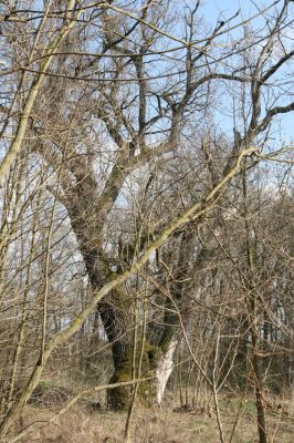 Malacky, 29.3.2017
Bažantnica - severní část.
Klíčová slova: Malacky bažantnica