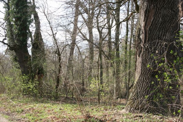 Malacky, 29.3.2017
Bažantnica - severní část.
Schlüsselwörter: Malacky bažantnica