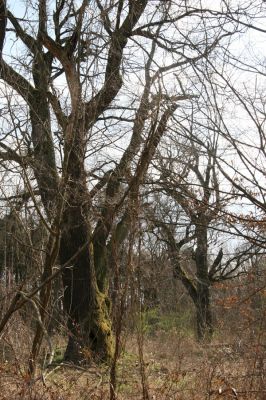 Malacky, 29.3.2017
Bažantnica - severní část.

Schlüsselwörter: Malacky bažantnica