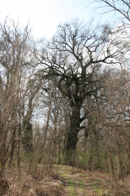 Malacky, 29.3.2017
Bažantnica - severní část.

Klíčová slova: Malacky bažantnica