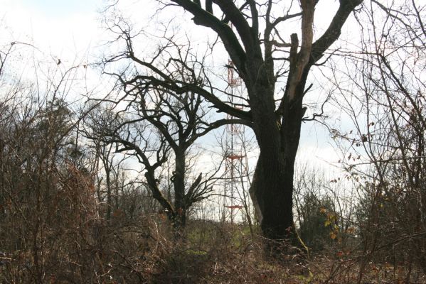 Malacky, 29.3.2017
Bažantnica - severní část.

Klíčová slova: Malacky bažantnica