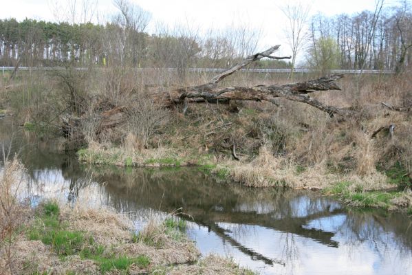 Malacky, 29.3.2017
Bažantnica - severní část., meandry Maliny.
Klíčová slova: Malacky bažantnica Malina