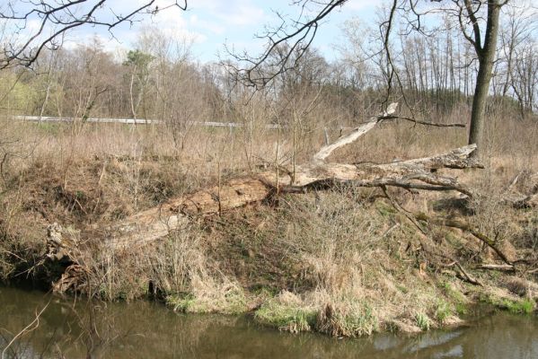 Malacky, 29.3.2017
Bažantnica - severní část, meandry Maliny.

Schlüsselwörter: Malacky bažantnica Malina