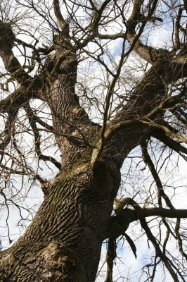 Malacky, 29.3.2017
Bažantnica - severní část.

Schlüsselwörter: Malacky bažantnica