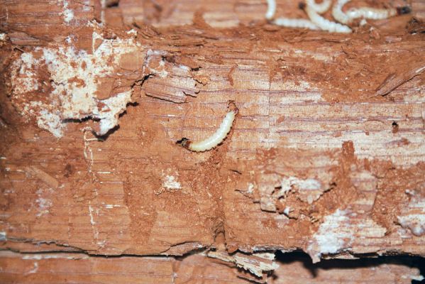 Malacky, 9.11.2003
Bažantnica. Trouchnivé dřevo středové části kmene rozřezaného dubu osídlené kovaříky Lacon querceus.



Klíčová slova: Malacky bažantnica Lacon querceus
