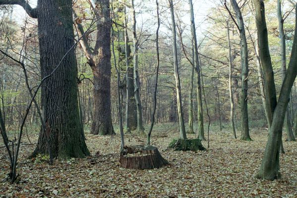 Malacky, 9.11.2003
Bažantnica.



Mots-clés: Malacky bažantnica