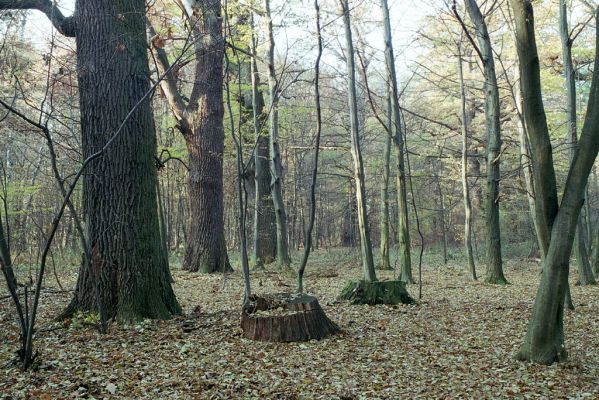 Malacky, 9.11.2003
Bažantnica.



Klíčová slova: Malacky bažantnica