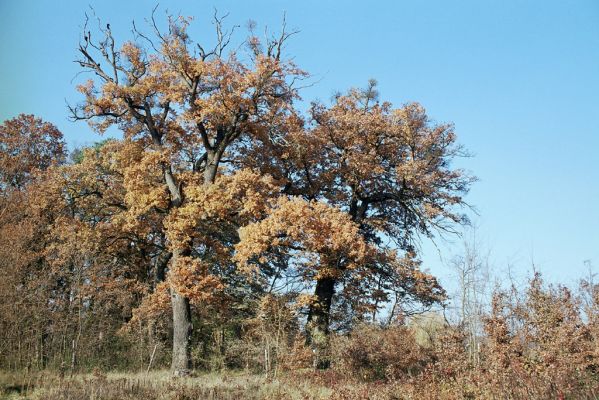 Malacky, 9.11.2003
Bažantnica. 



Klíčová slova: Malacky bažantnica