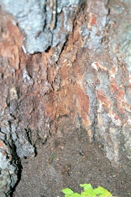 Malacky, 9.11.2003
Bažantnica. Zimoviště kovaříků Brachygonus ruficeps u paty kmene dubu. 



Mots-clés: Malacky bažantnica Brachygonus ruficeps