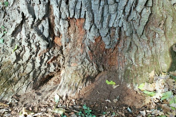 Malacky, 9.11.2003
Bažantnica. Zimoviště kovaříků Brachygonus ruficeps u paty kmene dubu. 



Schlüsselwörter: Malacky bažantnica Brachygonus ruficeps