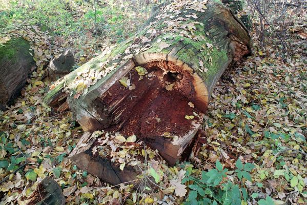 Malacky, 9.11.2003
Bažantnica. Trouchnivé dřevo středové části kmene rozřezaného dubu osídlené kovaříky Ampedus praeustus.


Keywords: Malacky bažantnica Ampedus praeustus