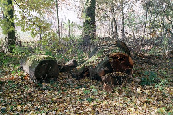 Malacky, 9.11.2003
Bažantnica. Trouchnivé dřevo středové části kmene rozřezaného dubu osídlené kovaříky Ampedus praeustus.



Klíčová slova: Malacky bažantnica Ampedus praeustus