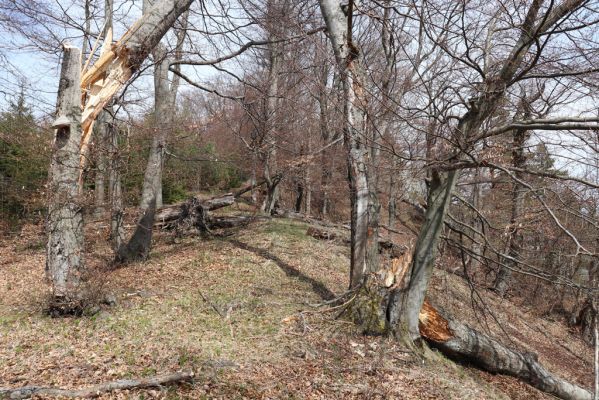 Malé Ledenice, 17.4.2019
Strážovské vrchy, vrch Dúpna.
Schlüsselwörter: Malé Ledenice Strážovske vrchy vrch Dúpna