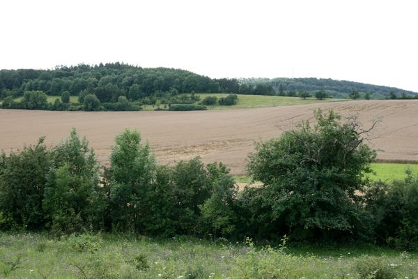 Janovičky - Malejov, 20.7.2009
Pohled z pastvin od Janoviček na hřbet kopce jižně od Malejova. 
Klíčová slova: Janovičky Malejov Anthaxia candens