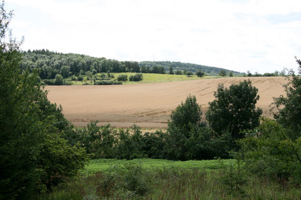 Janovičky - Malejov, 20.7.2009
Pohled z pastvin od Janoviček na hřbet kopce jižně od Malejova. 
Keywords: Janovičky Malejov Anthaxia candens