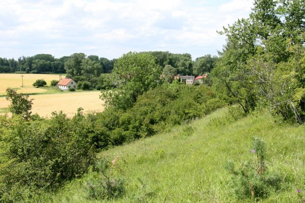 Janovičky - Malejov, 20.7.2009
Stepní vegetace na zápedním svahu kopce jižně od Malejova. Pohled na Malejov.
Mots-clés: Janovičky Malejov