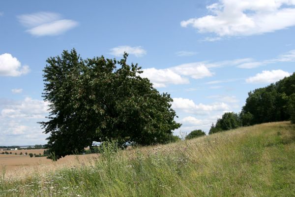 Janovičky - Malejov, 20.7.2009
Třešeň na hřbetu kopce jižně od Malejova. 
Mots-clés: Janovičky Malejov Anthaxia candens