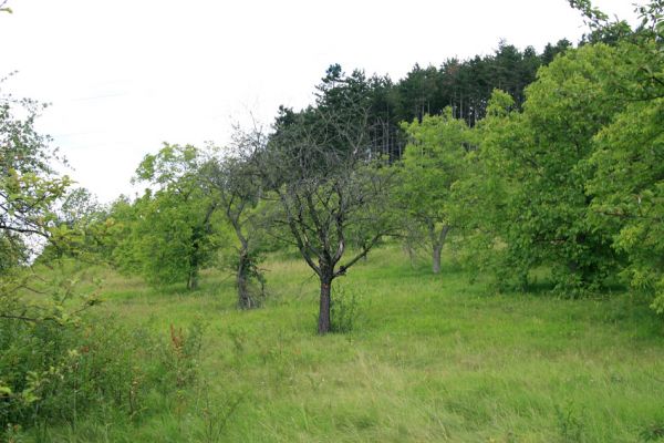 Svatý Mikuláš - Malejov, 20.7.2009
Rozsáhlý sad u silnice na Vysoké Mýto. 
Schlüsselwörter: Svatý Mikuláš Malejov Anthaxia candens