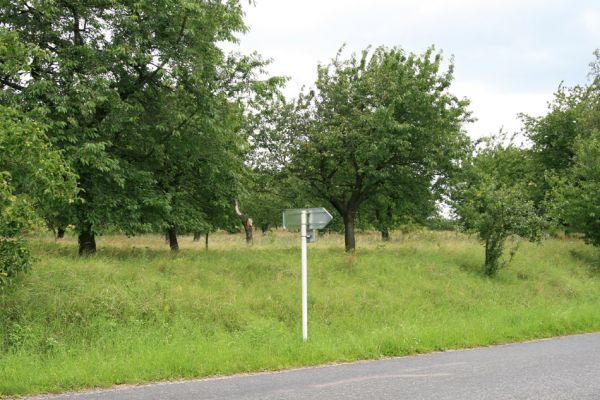 Svatý Mikuláš - Malejov, 20.7.2009
Rozsáhlý sad u silnice na Vysoké Mýto.
Klíčová slova: Svatý Mikuláš Malejov Anthaxia candens