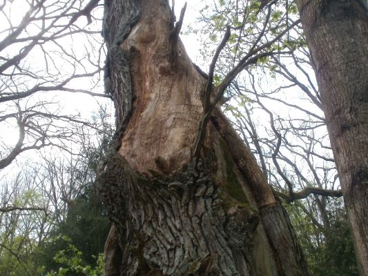 Ptýrov, Maníkovice, 1.5.2017
Kokočka - dubová alej u cesty podél obory.
Mots-clés: Ptýrov, Maníkovice Klokočka dubová alej