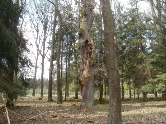 Ptýrov, Maníkovice, 1.5.2017
Kokočka - dubová alej u cesty podél obory.
Schlüsselwörter: Ptýrov, Maníkovice Klokočka dubová alej Lacon querceus Elater ferrugineus