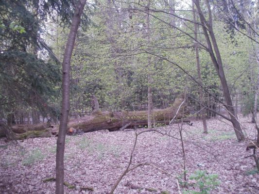 Ptýrov, Maníkovice, 1.5.2017
Kokočka - dubová alej u cesty podél obory.
Klíčová slova: Ptýrov, Maníkovice Klokočka dubová alej