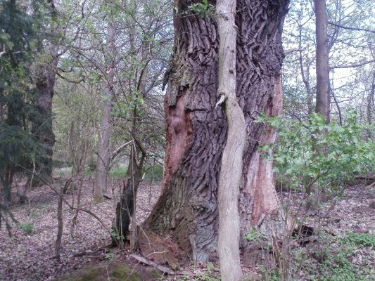 Ptýrov, Maníkovice, 1.5.2017
Kokočka - dubová alej u cesty podél obory.
Keywords: Ptýrov, Maníkovice Klokočka dubová alej Lacon querceus Elater ferrugineus