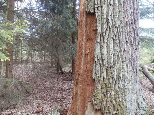 Ptýrov, Maníkovice, 1.5.2017
Kokočka - dubová alej u cesty podél obory.
Mots-clés: Ptýrov, Maníkovice Klokočka dubová alej