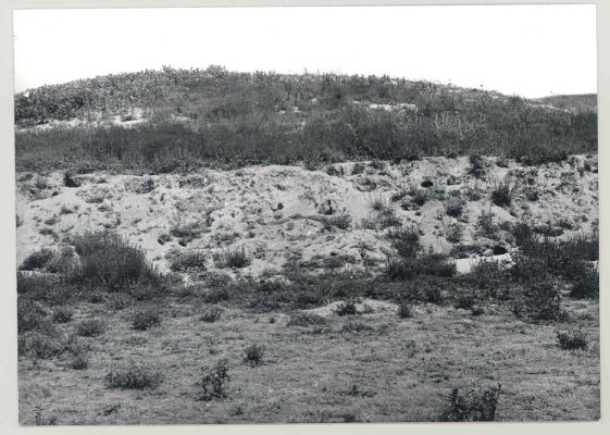 Čejč, červen 1977
Mansonova step, levá část s Asclepias. 
Mots-clés: Čejč Mansonova step