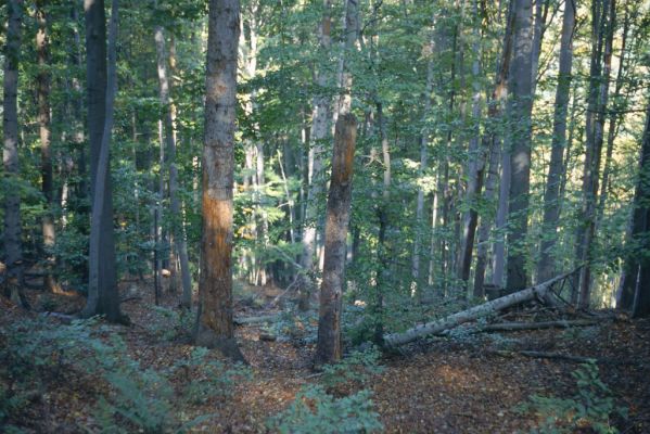 Margecany, 3.10.2001
Jedlobukový les na svazích vrchu Bujanov. Biotop kovaříka Ampedus melanurus. V současnosti vykácen.
Klíčová slova: Margecany vrch Bujanov Ampedus melanurus