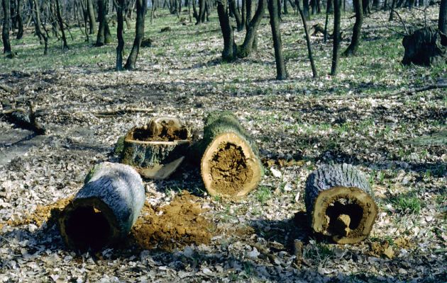 Veľaty, 5.4.2001
Mária - Viničná hora. Rozřezaný dub osídlený kovaříky Ampedus hjorti.
Klíčová slova: Veľaty Mária Viničná hora Ampedus hjorti