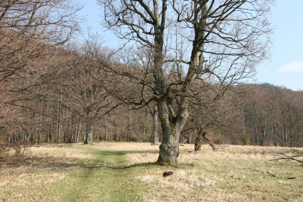 Slanské vrchy, Milíč, 28.3.2014
Marocké louky pod Suchou horou.



Mots-clés: Slanské vrchy Milíč Marocké louky Marocká hoľa