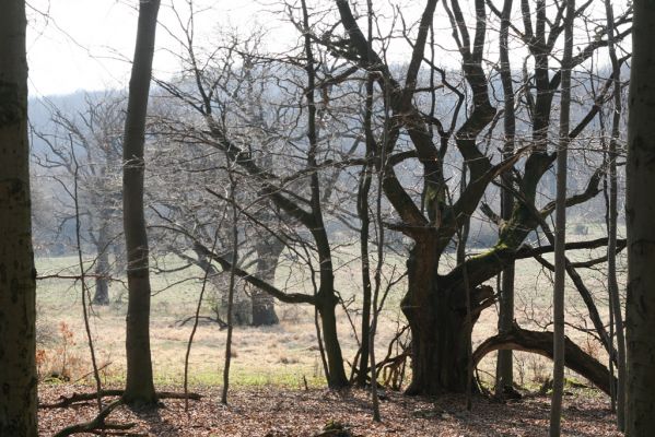 Slanské vrchy, Marocká hoľa, 28.3.2014
Pastevní les pod Suchou horou.
Mots-clés: Skároš Slanské vrchy Milič Marocká hoľa