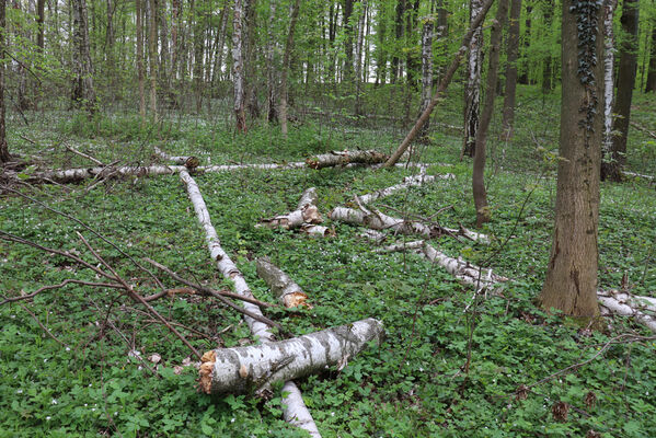 Máslojedy, 1.5.2022
Les Svíb.
Klíčová slova: Máslojedy les Svíb Stenagostus rhombeus