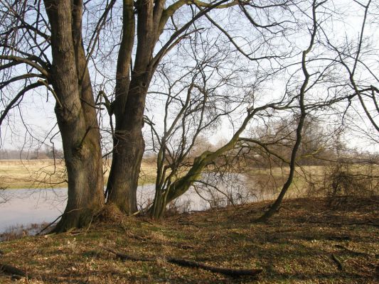 Opatovice-Bukovina, meandr Labe, 10.3.2008
Okraj zátopových luk u mostu k uložišti popílku.
Klíčová slova: Opatovice Bukovina meandr Labe