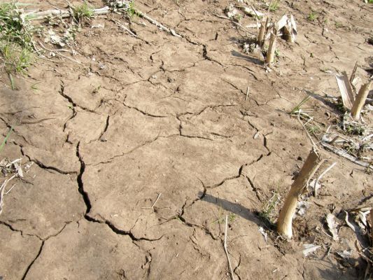 Opatovice-Bukovina, meandr Labe, 10.3.2008
Koncem zimy jsou písčiny pokryty slabou bahnitou slupkou.
Schlüsselwörter: Opatovice Bukovina meandr Labe